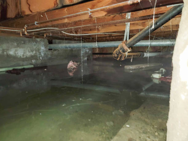 Best Local water damage restoration  in Georgetown, DE