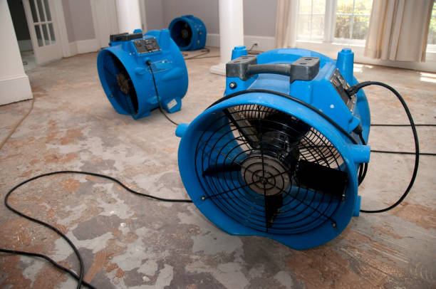 Best Mold removal after water damage  in Georgetown, DE